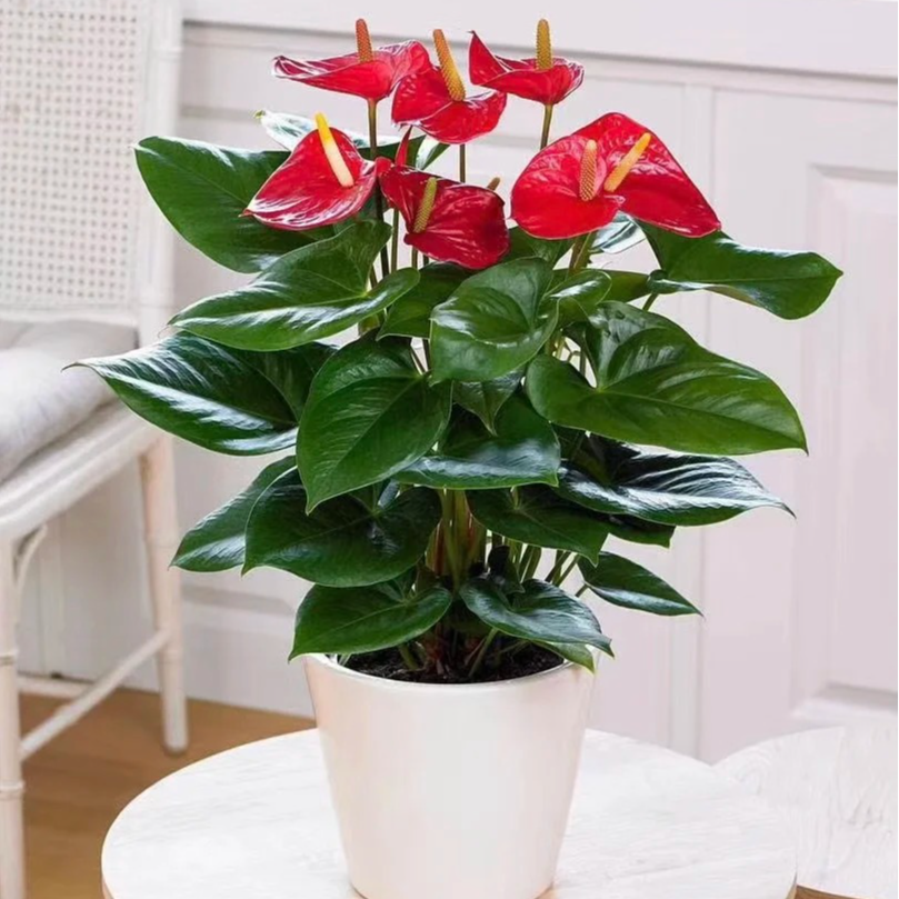 红掌植物盆栽花卉室内大盆