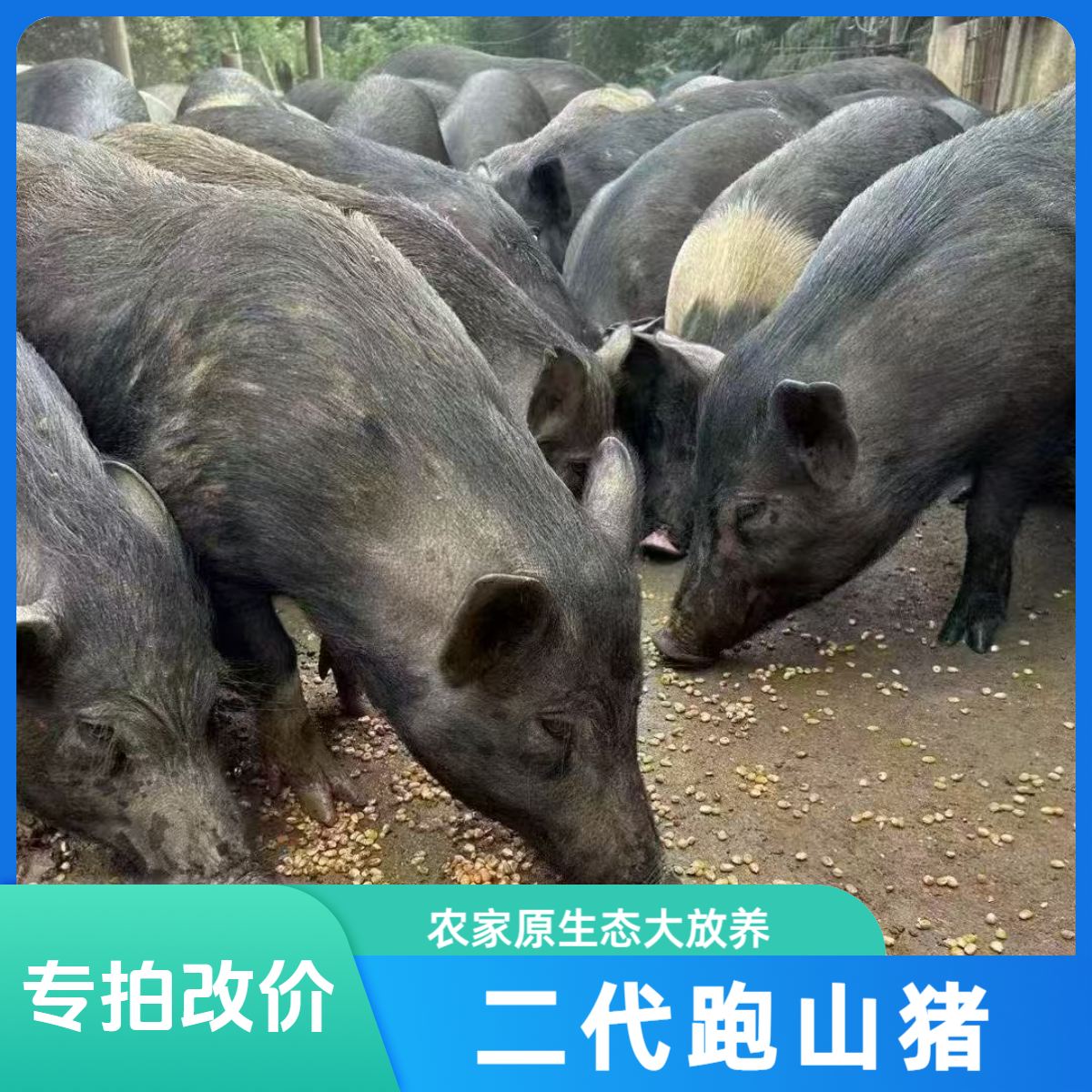 【二代跑山猪肉】直播间称重改价链接 不支持无理由退单