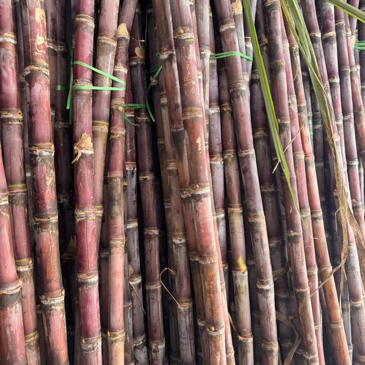 【小刘村长】贵州红皮甘蔗新鲜现砍脆甜多汁当季水果