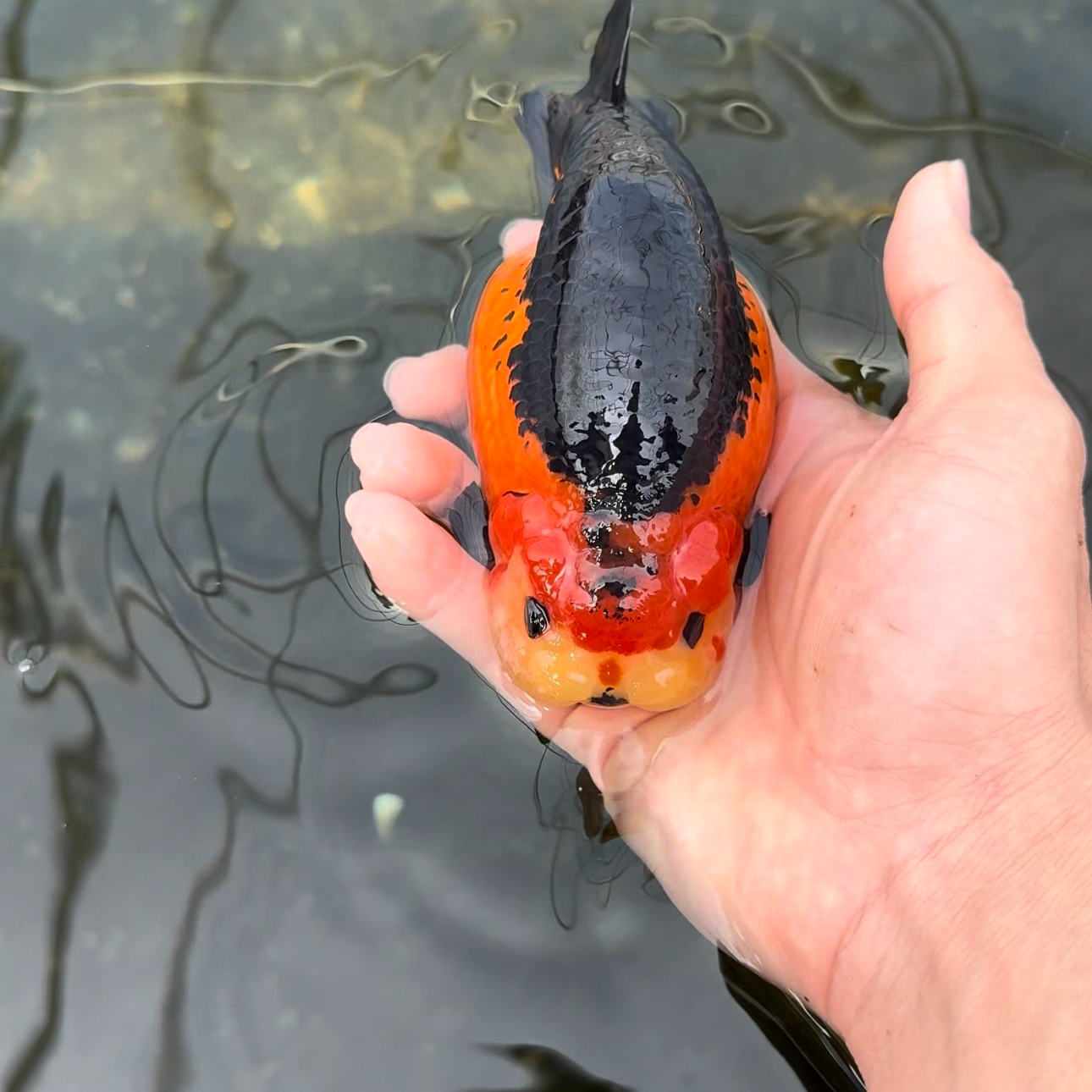 兰寿活体金鱼饲料不包邮