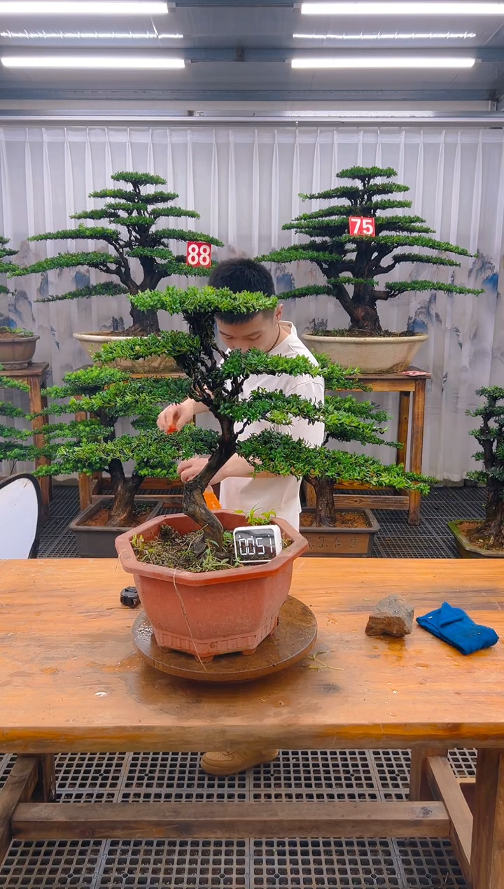 无花朵精品盆景直播间一物一拍