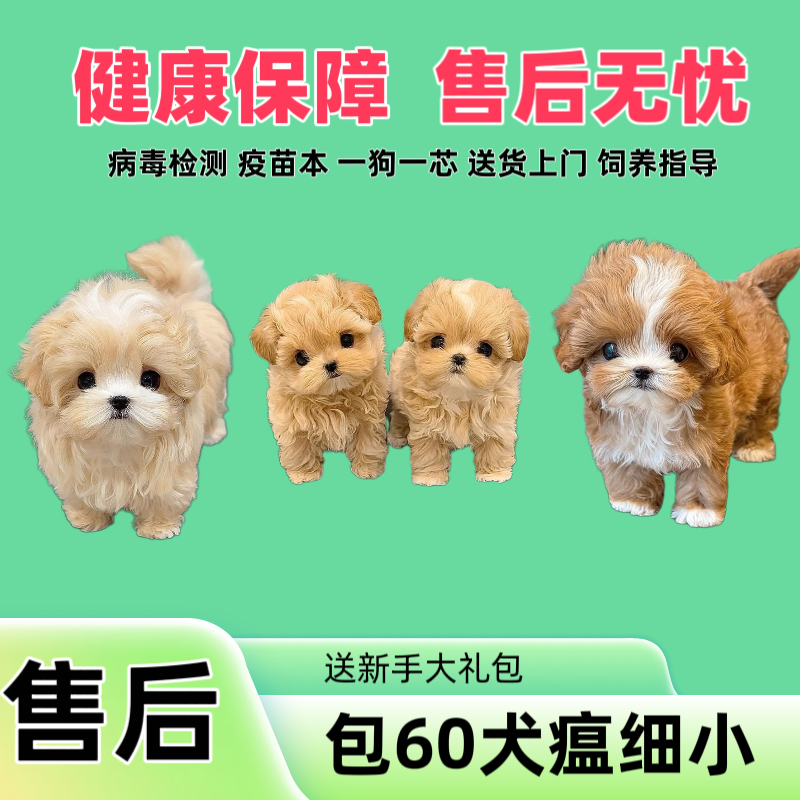 【北京阿吉犬舍】小体型犬马尔泰专属门店链接