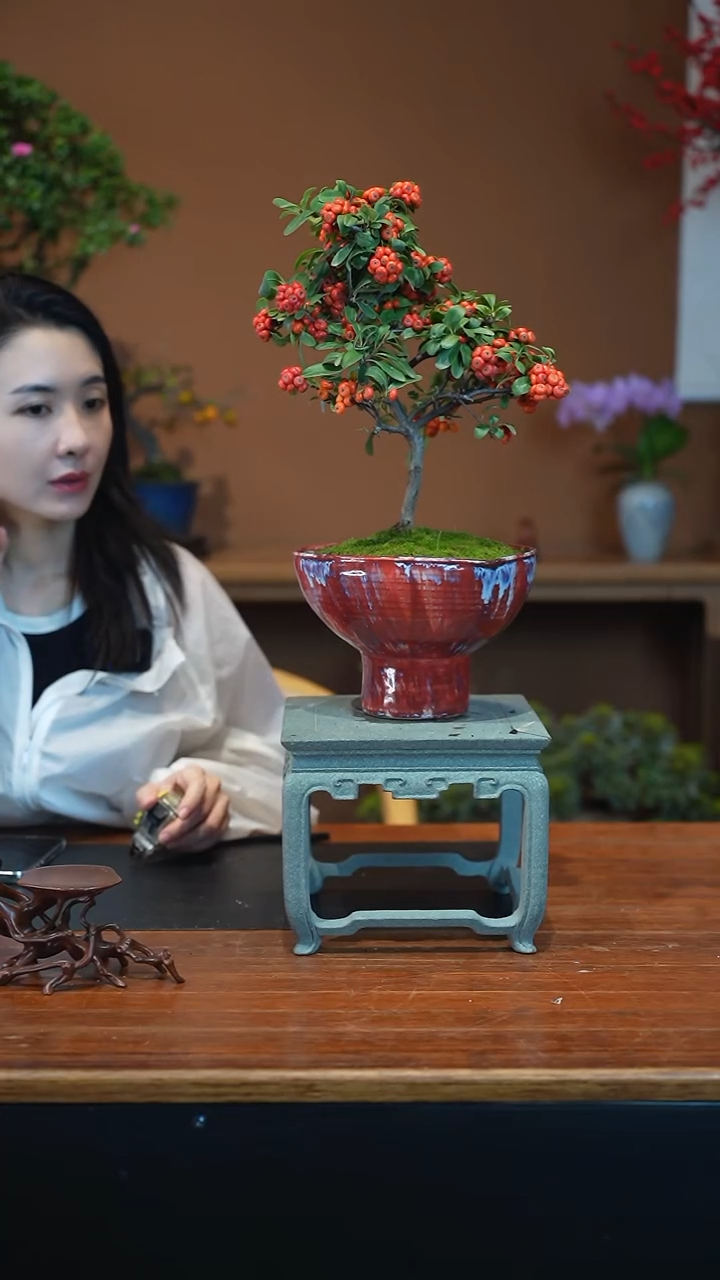 全部花朵火棘盆景盆景盆景