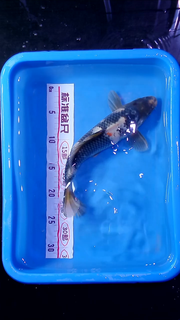 锦鲤直播间菁选 对版发货 28号