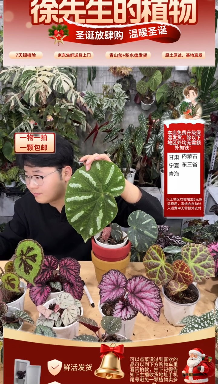 完全开放灯果秋海棠