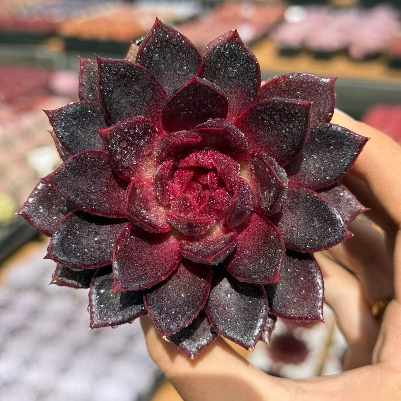 7#玄狐多肉植物  前男友精品多肉 SM0787