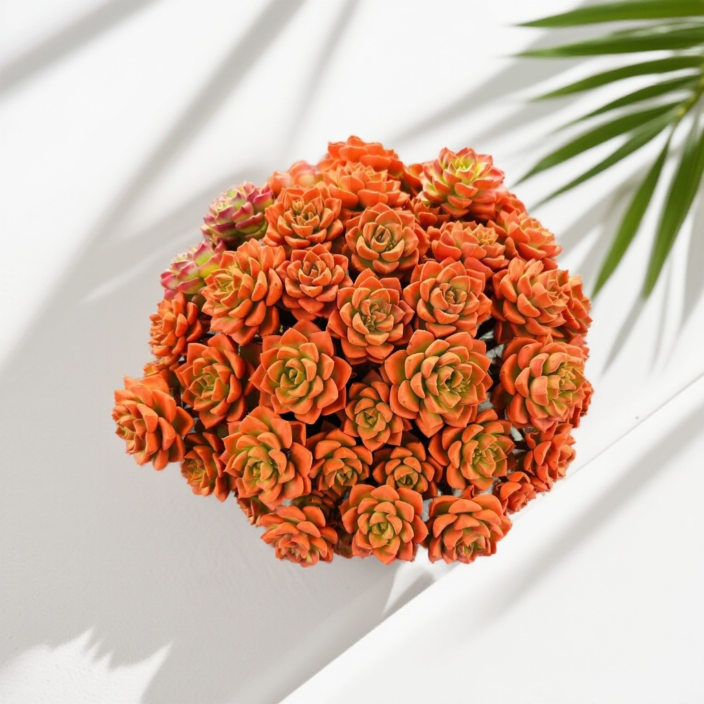 橙色芭比老桩多肉多头植物好养盆栽室内阳台阳台办公室绿植