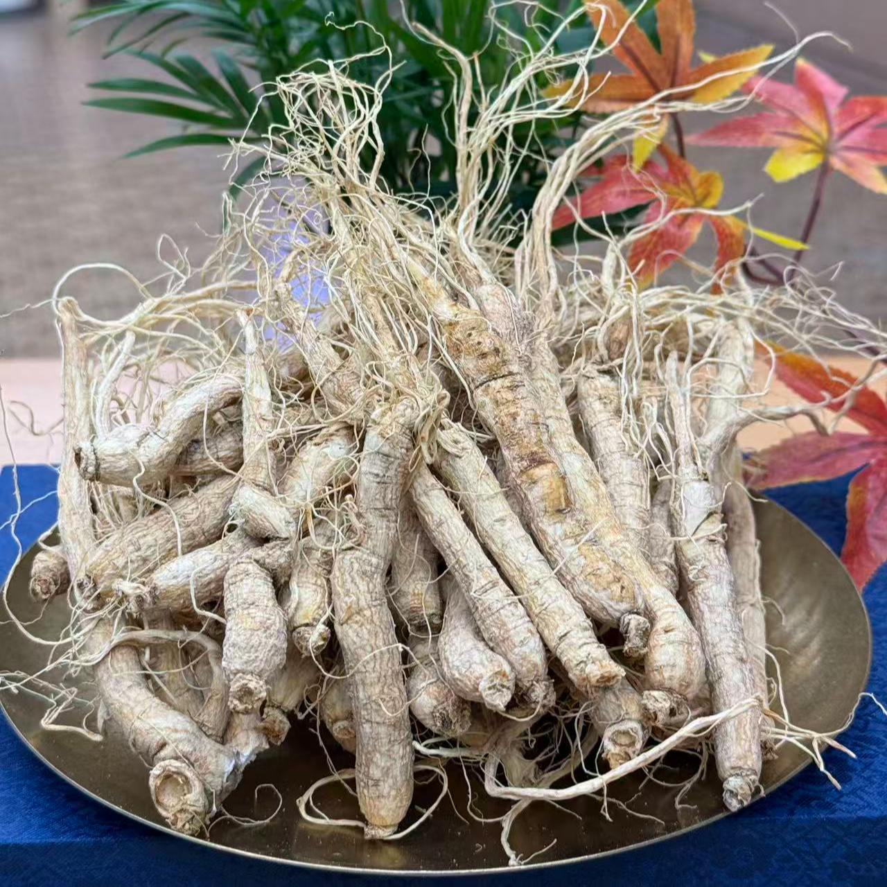 张正堂自然之道-【人参】