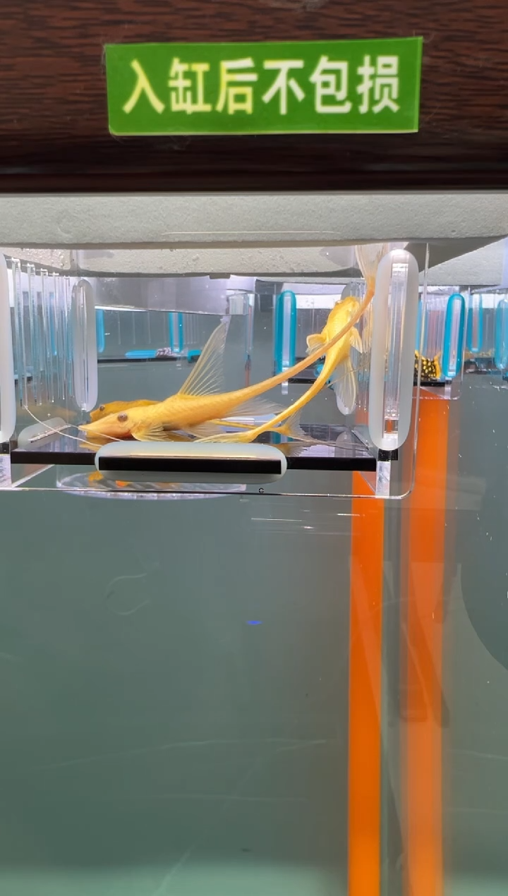 清道夫91号直入缸不包损录制完整开箱视频7.5/9厘米