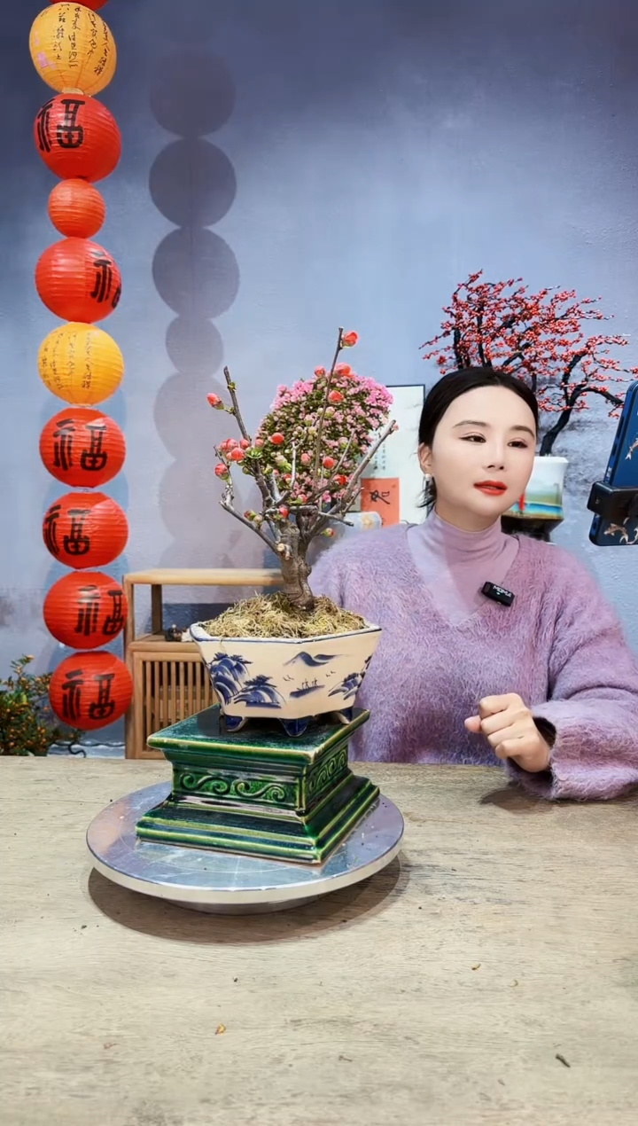 【闪购商品】盆景海棠 长寿冠