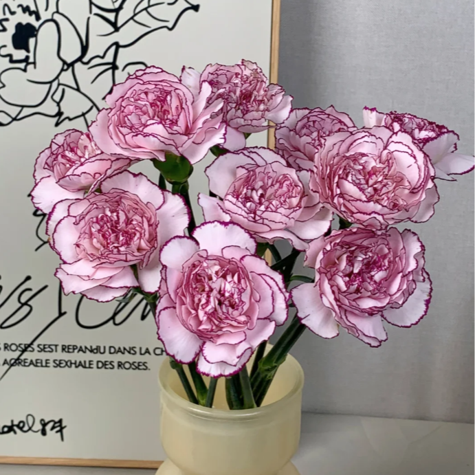 【紫精灵康乃馨】  花期久耐养日常用花推荐 家居鲜花  