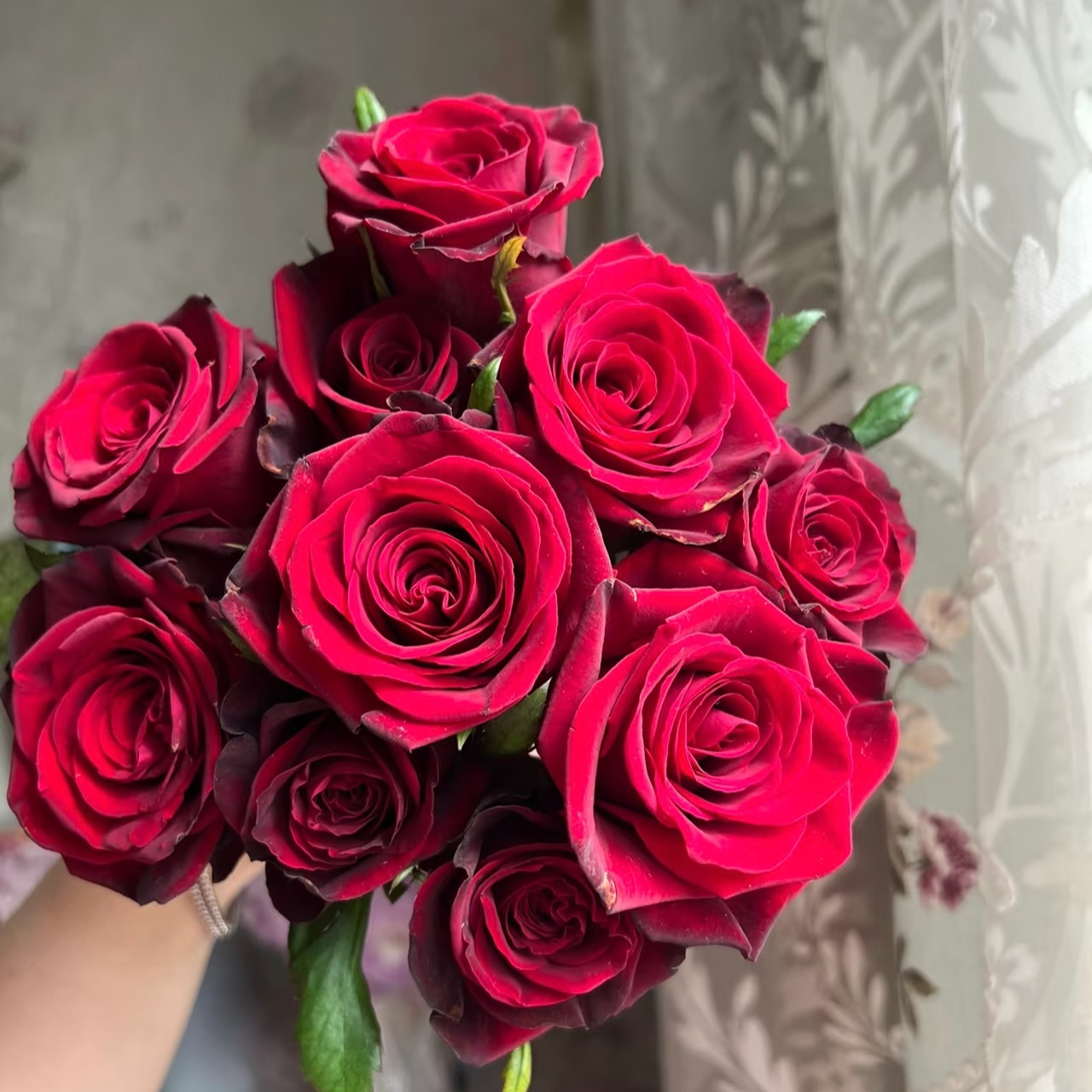 【红色城堡】灌木月季  新品红色切花阳台庭院种植四季开花