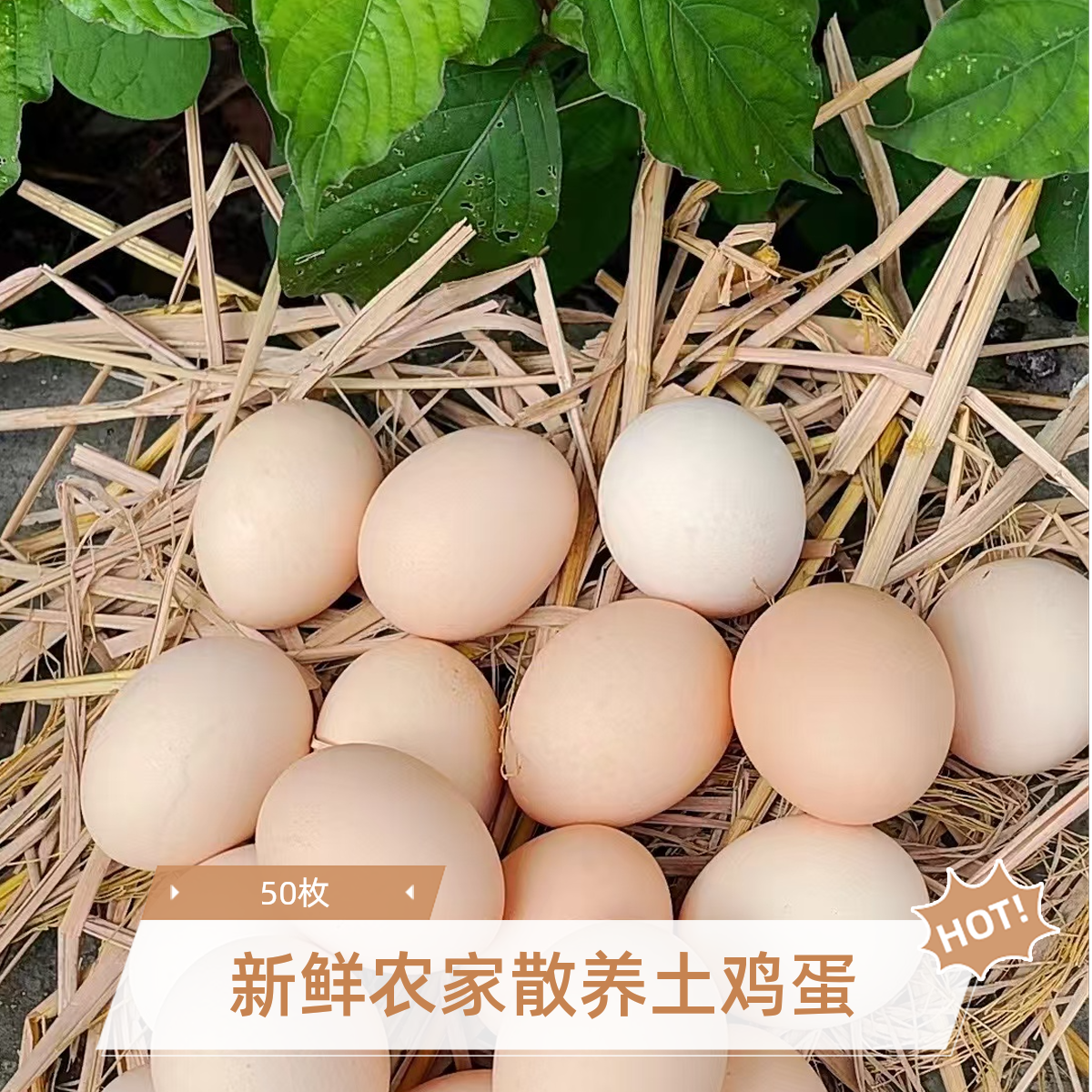 50枚土鸡蛋农家散养散放新鲜土鸡蛋谷物喂养现捡现发破损包赔HT