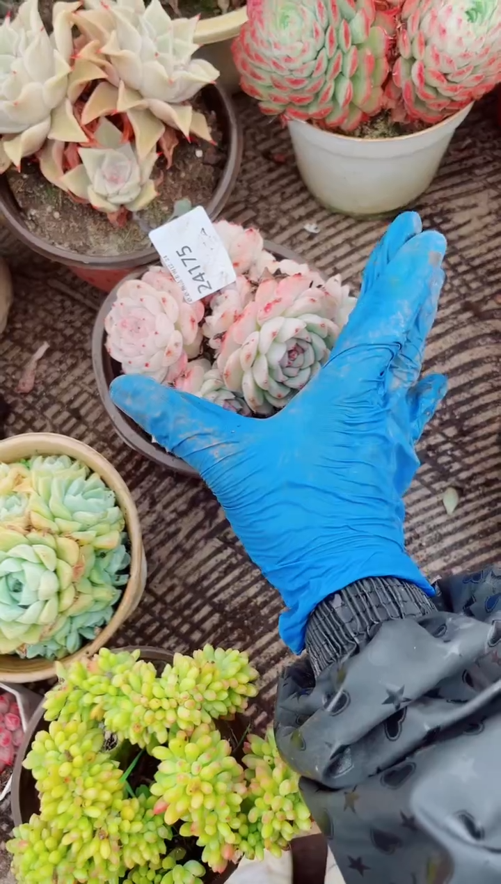 小***馆跃跃精品多肉24175