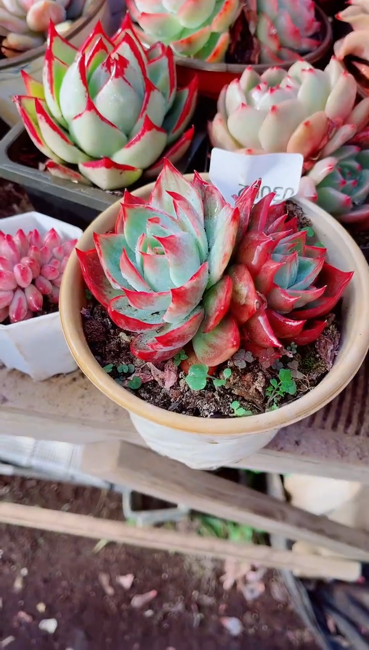 哇*跃跃精品多肉03062