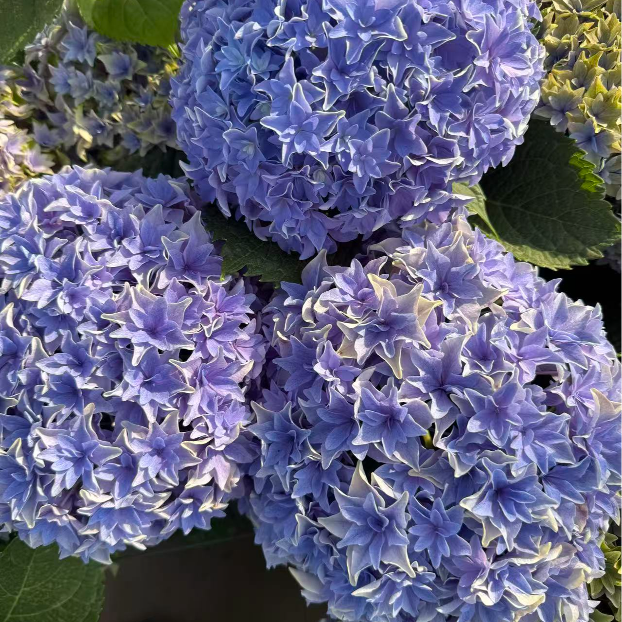 原野先生花园（2/5加仑角宿一）阳台庭院盆栽绣球植物春季美丽花卉