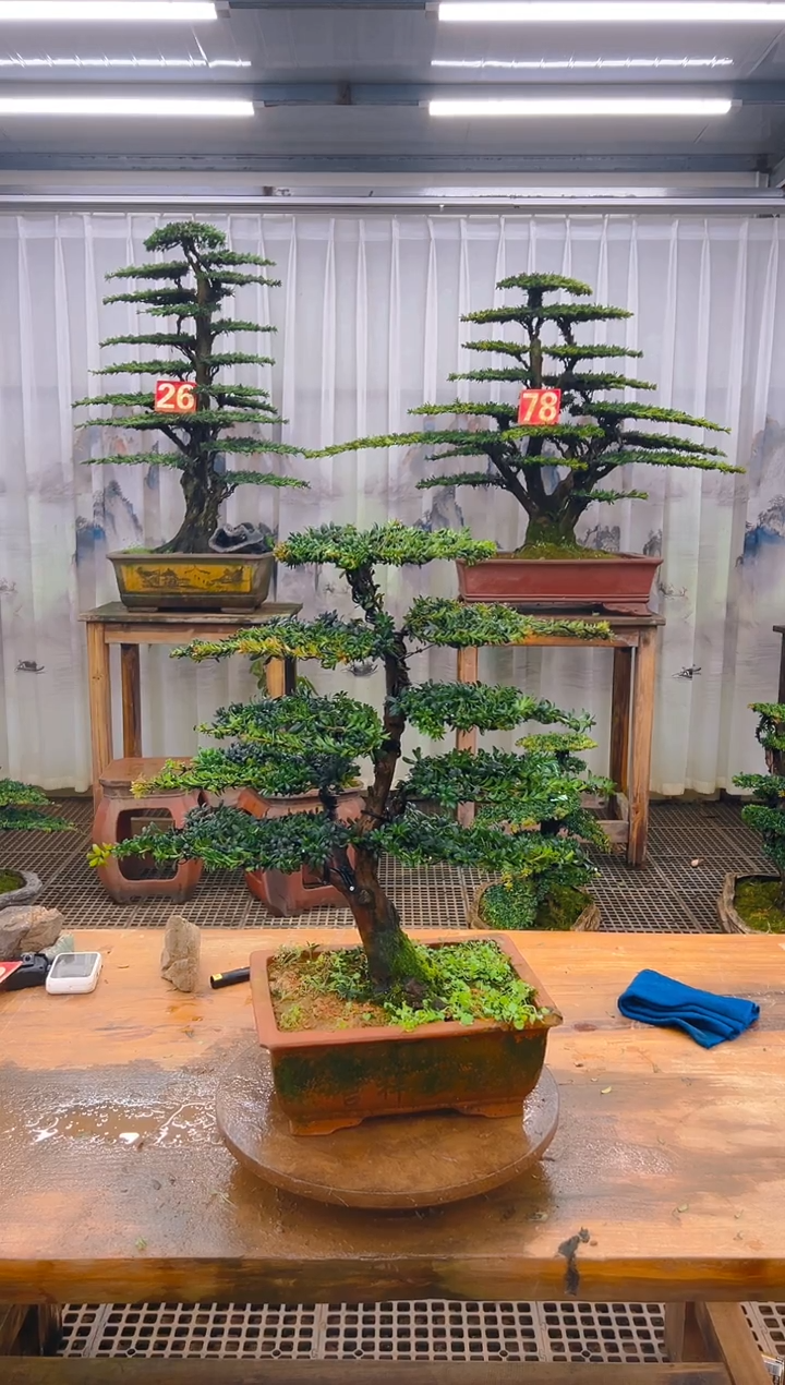 无花朵芝*精品盆景直播间一物一拍