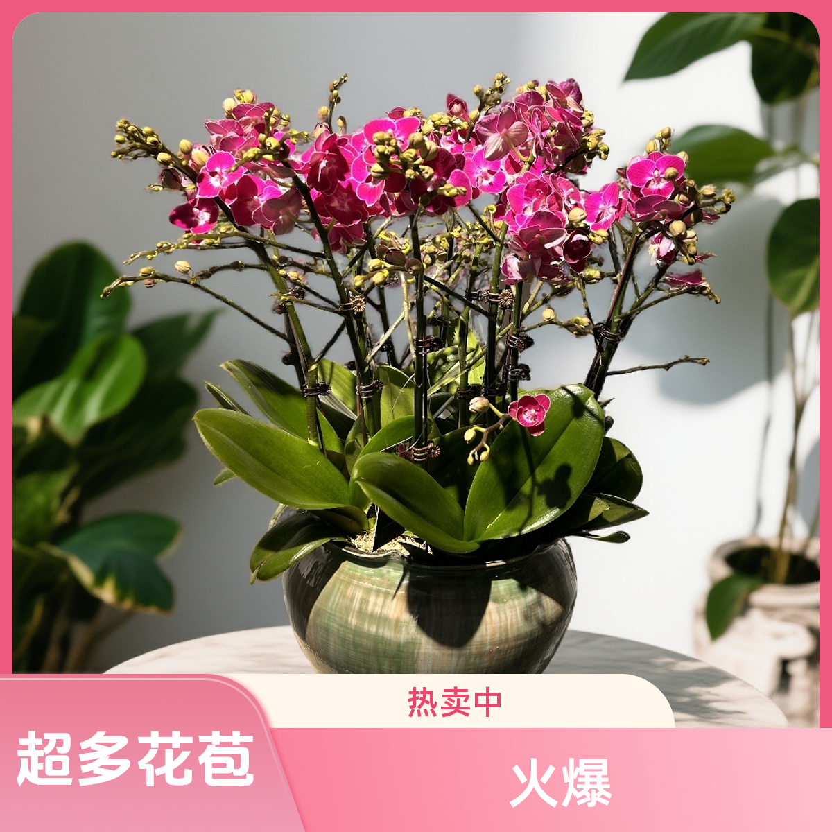 多花剑蝴蝶兰盆栽