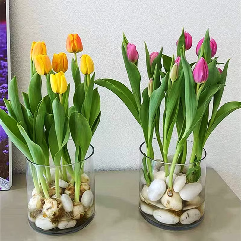 荷兰进口郁金香种球带苗室内盆栽土盆水养花卉