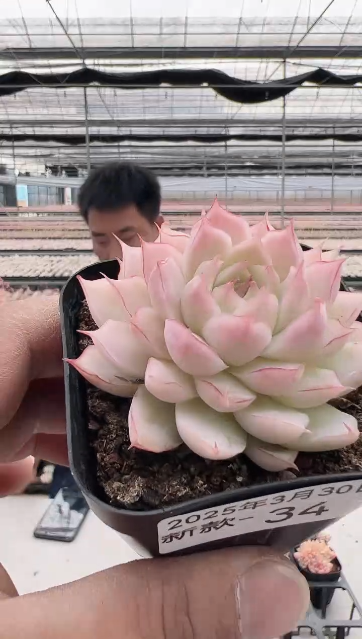 新款多肉------34