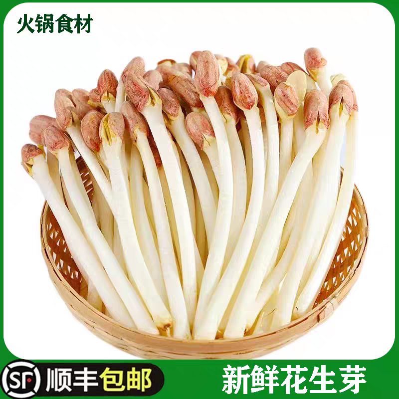 （东台琴姐）新鲜现采花生芽蔬菜火锅炒菜营养美味芽苗菜