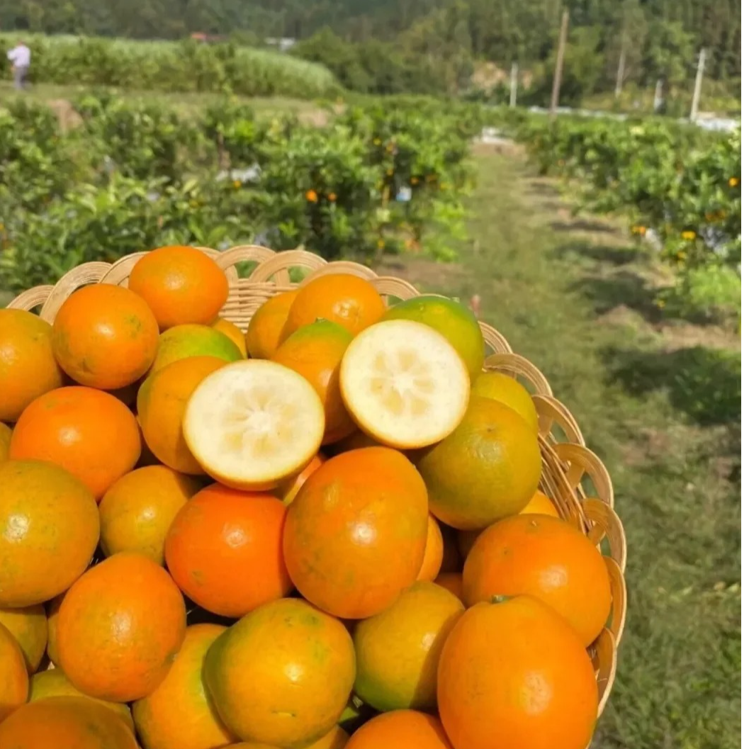 脆蜜金柑 甜度高到离谱 果皮薄脆无涩感 果肉细腻化无渣 汁水超足  冬季拒绝嗓子干痒广西壮族自治区