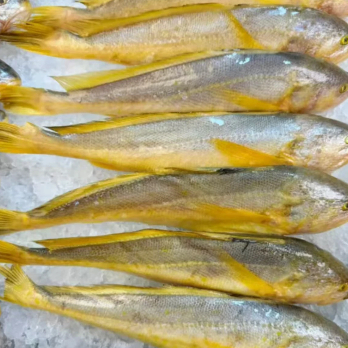 野生黄鱼 1.2斤-1斤/条 到手4条