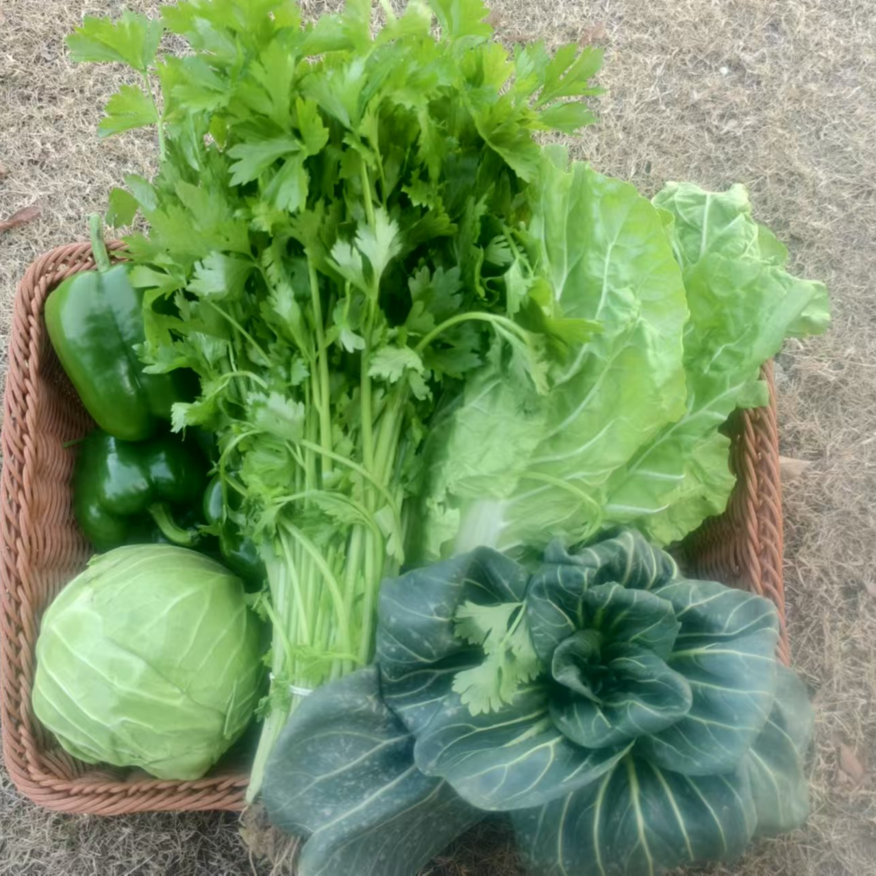 崇明本地蔬菜大礼包