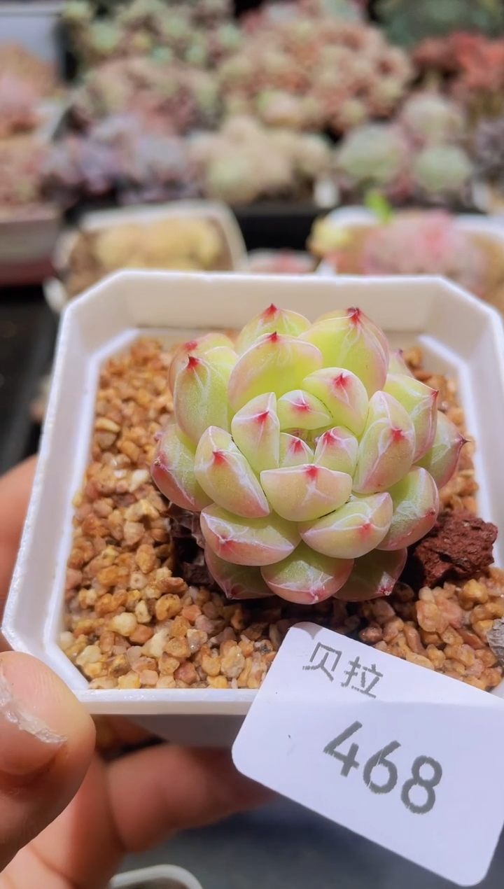 【闪购商品】468雪花珍妮