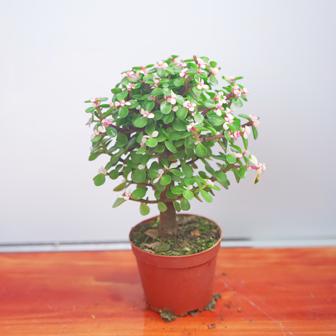 【基地直发】手捧花金枝玉叶棒棒糖造型喜阳喜干可水培土培带花苞