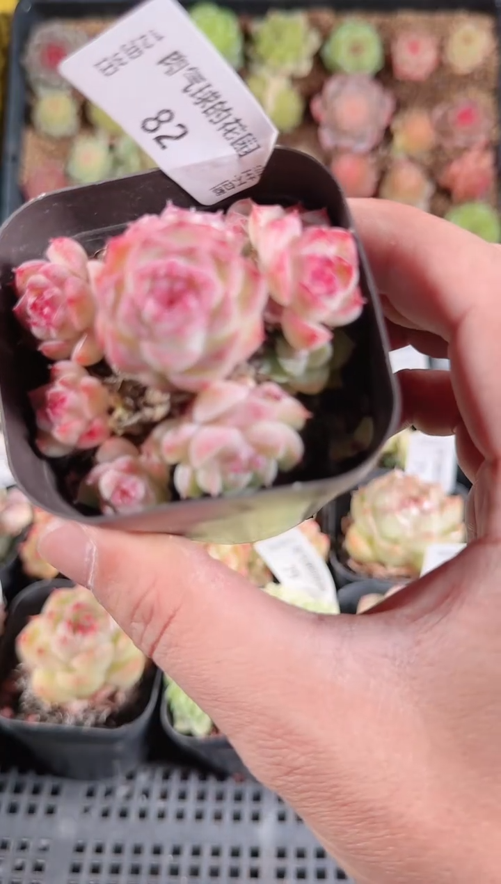 1203-82多肉群生不包整