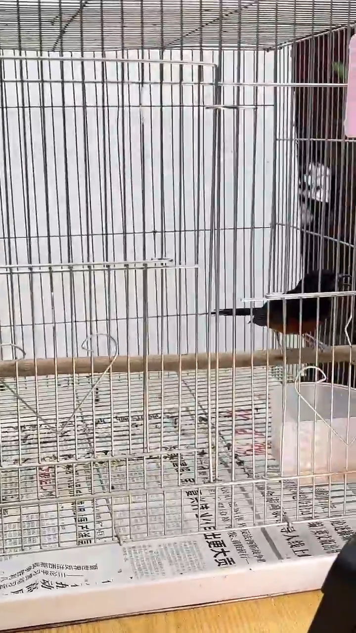 7号  长尾养笼0元起拍