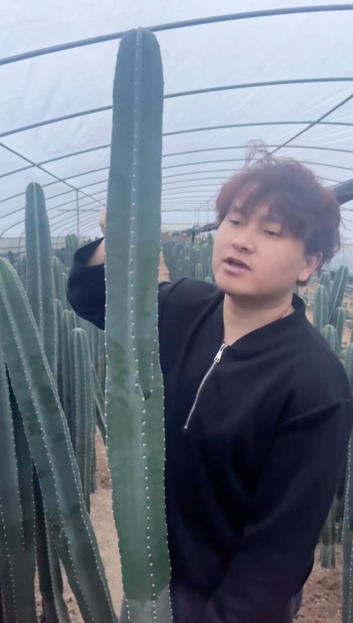 【闪购商品】【带根】8cm 量天尺