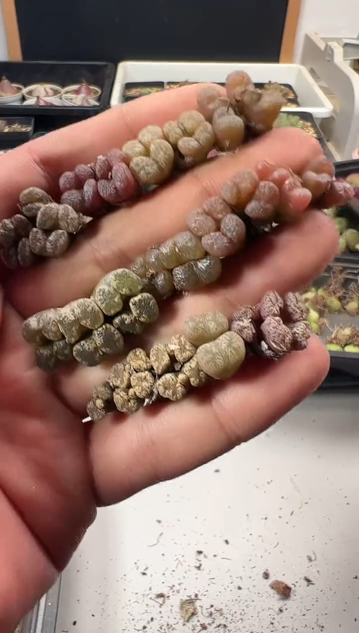 一物一拍           244