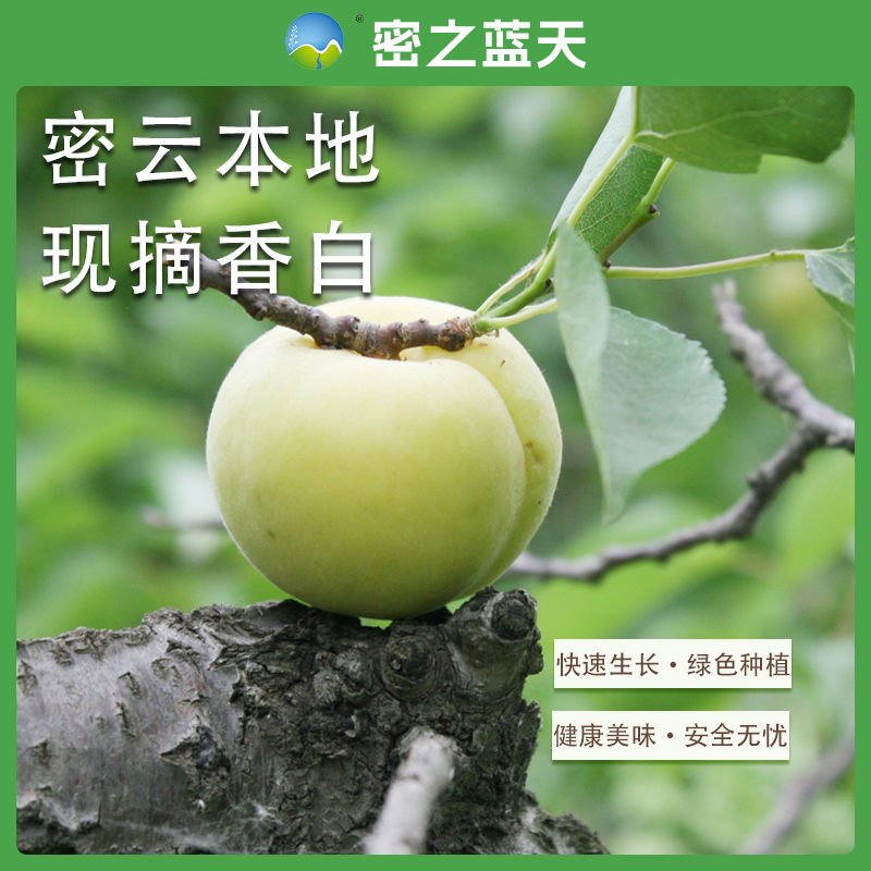 密之蓝天密云本地香白杏500g/1500g/2500g北京市