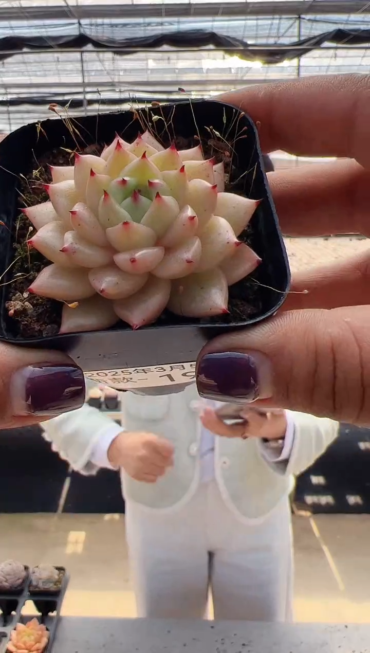 【闪购商品】新款多肉-193