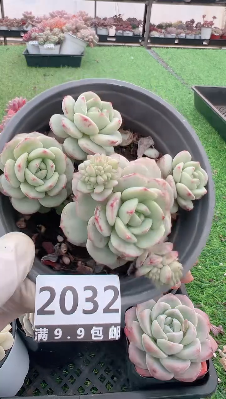 【闪购商品】信福多肉一物一拍