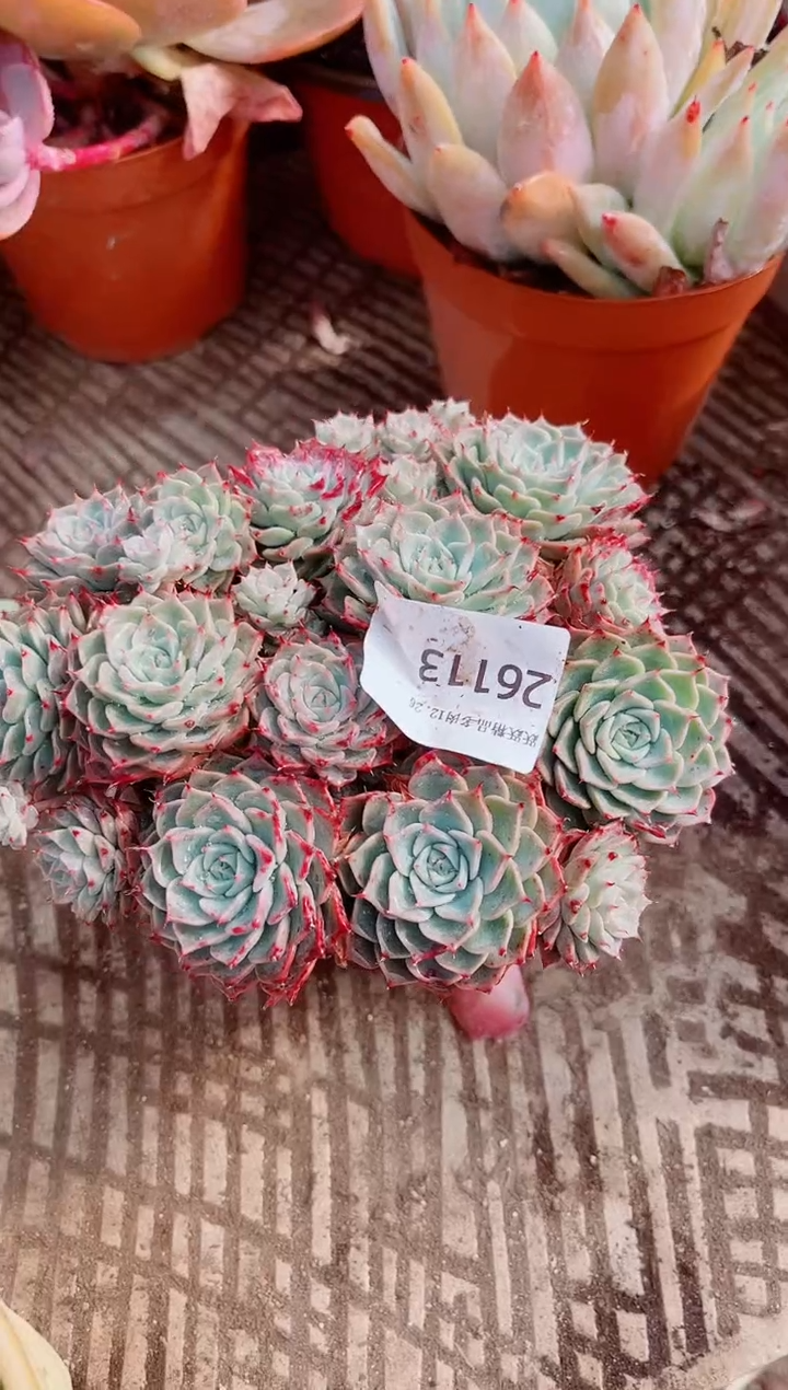 花***宿跃跃精品多肉26113