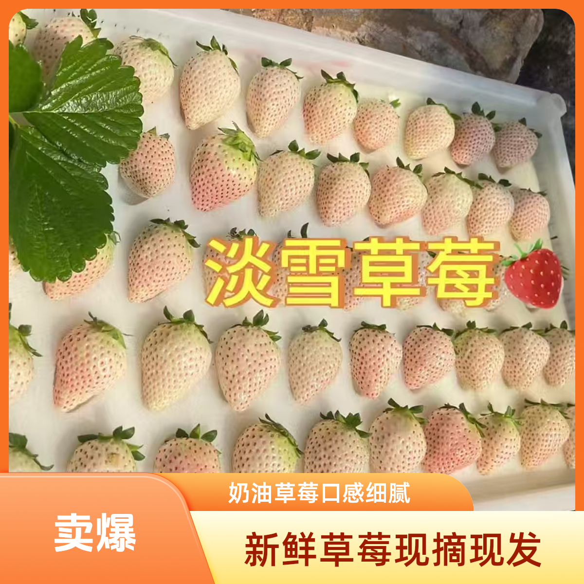 淡雪白草莓新鲜大个自摘自采