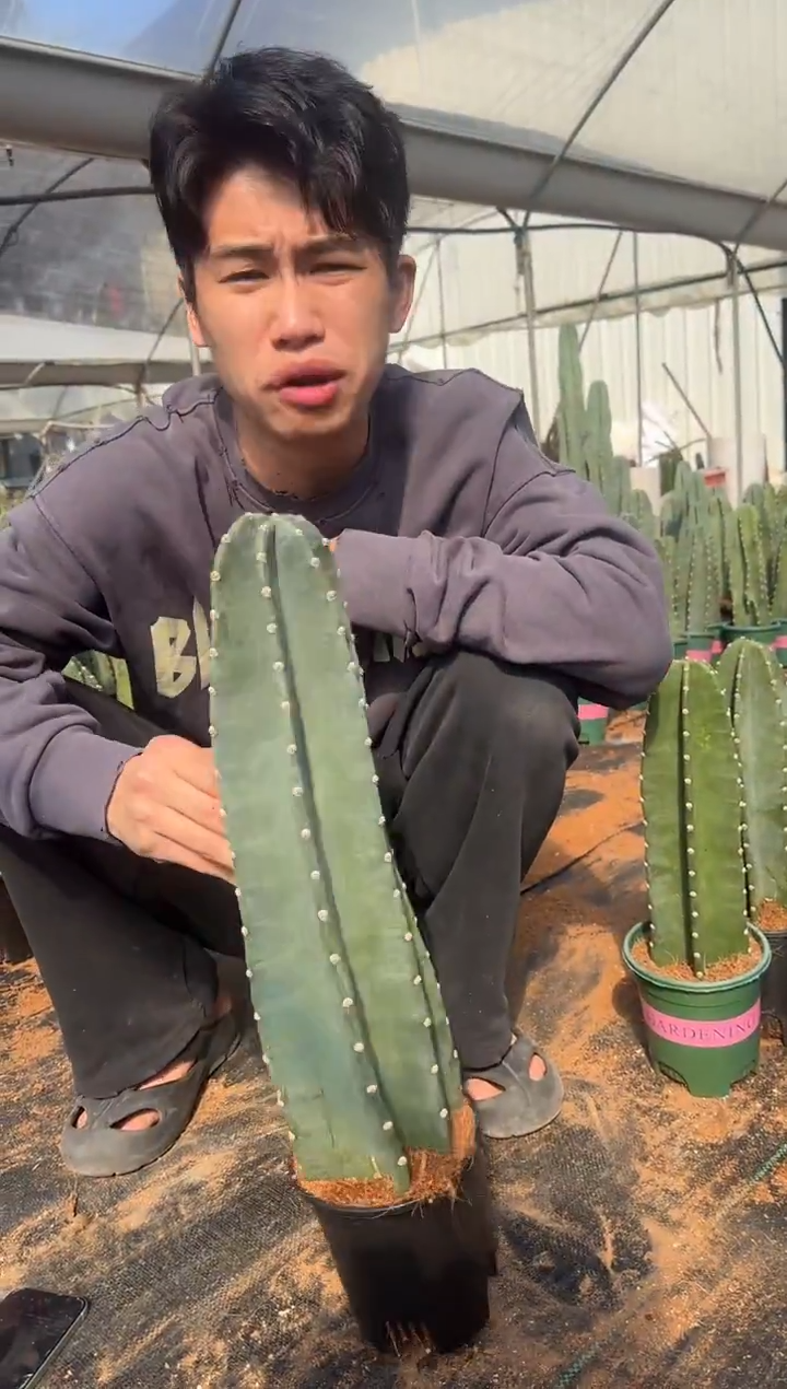 【带盆土】20cm+量天尺 不指定带花苞