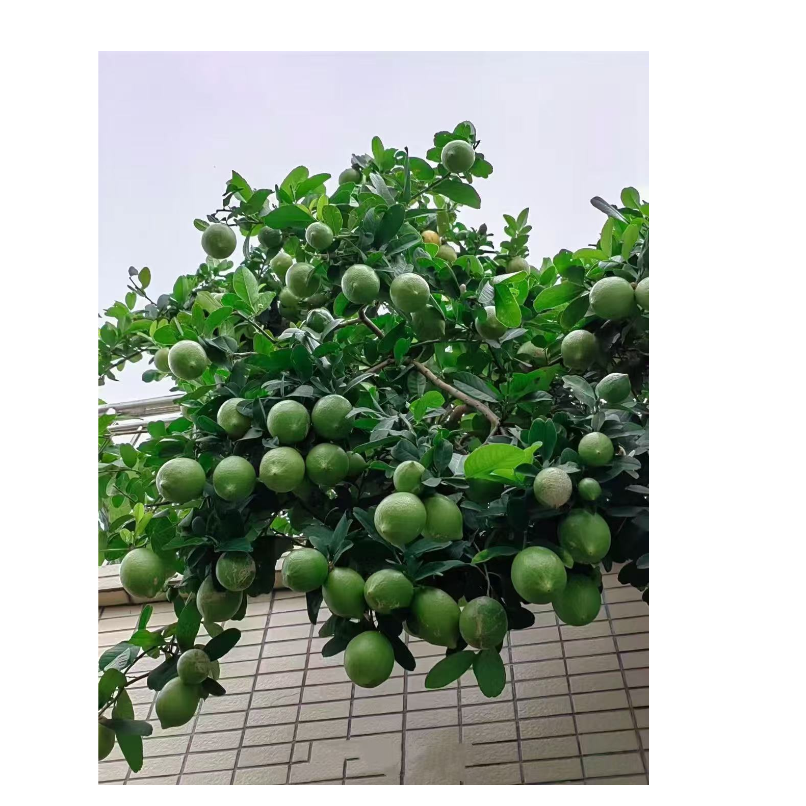 广东四季香水柠檬 大柠檬树 盆栽 地栽 客厅 室内 阳台 露台