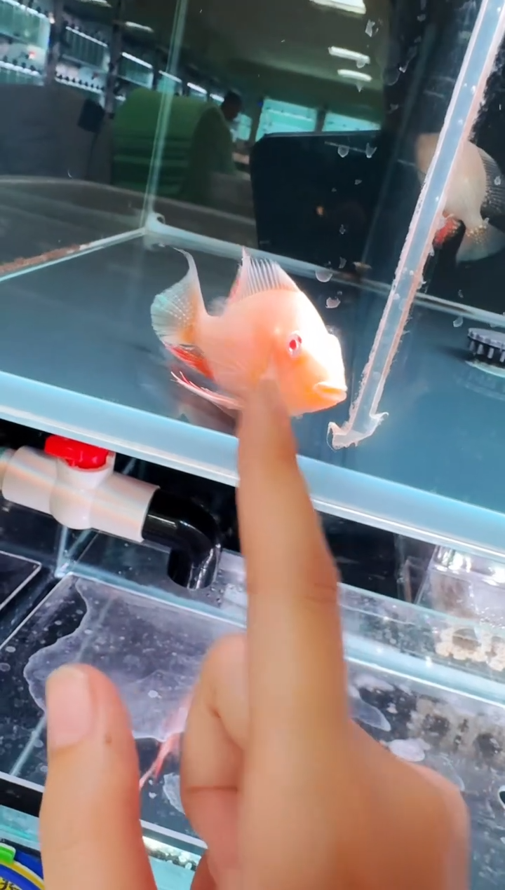 鱼蟹虾白子关刀鱼9-11cm一条