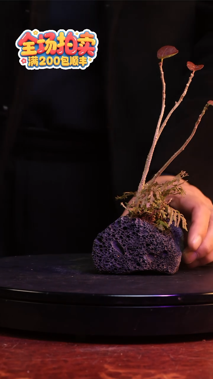 完全开放H32草本植物 不包邮