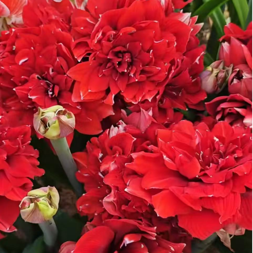 进口朱顶红 丑球福利 08012-c 双红 9➕