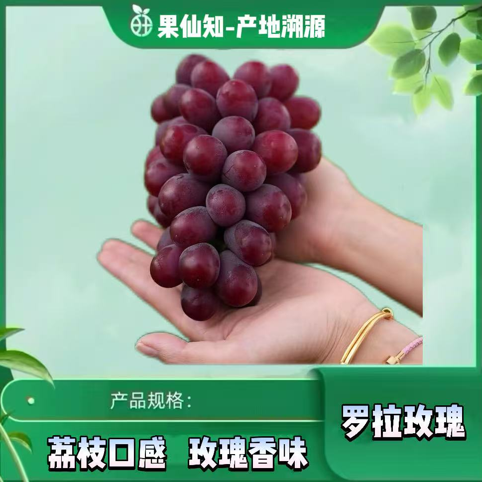 【罗拉玫瑰】自带香味葡萄【2盒】大果