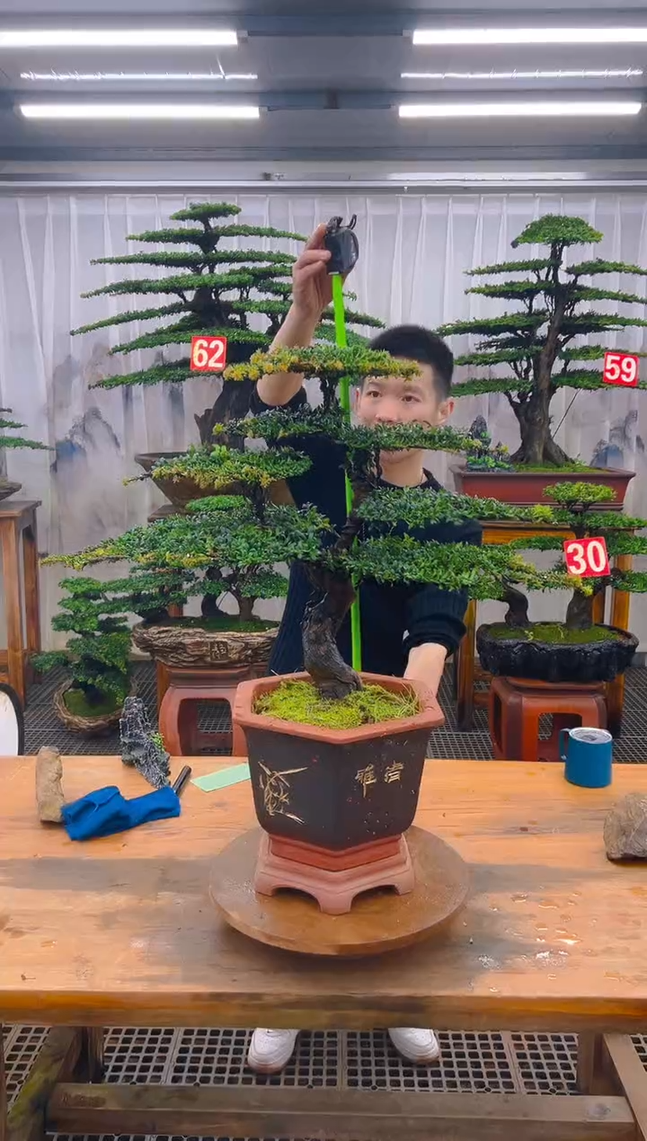 无花朵愚*精品盆景直播间一物一拍