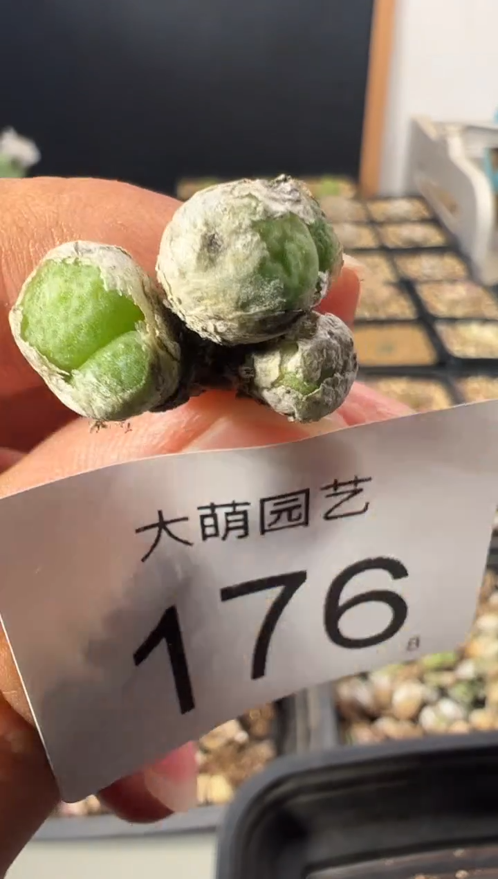 一物一拍          176