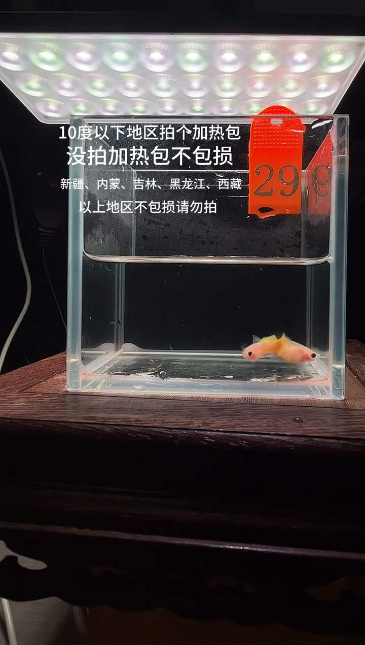 孔雀鱼黄金玻璃普通体29