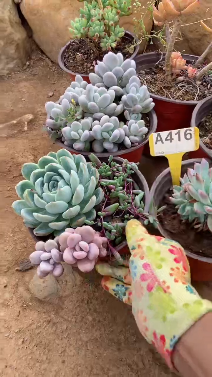 A416闪购清风花木兰多肉组合脱土发货