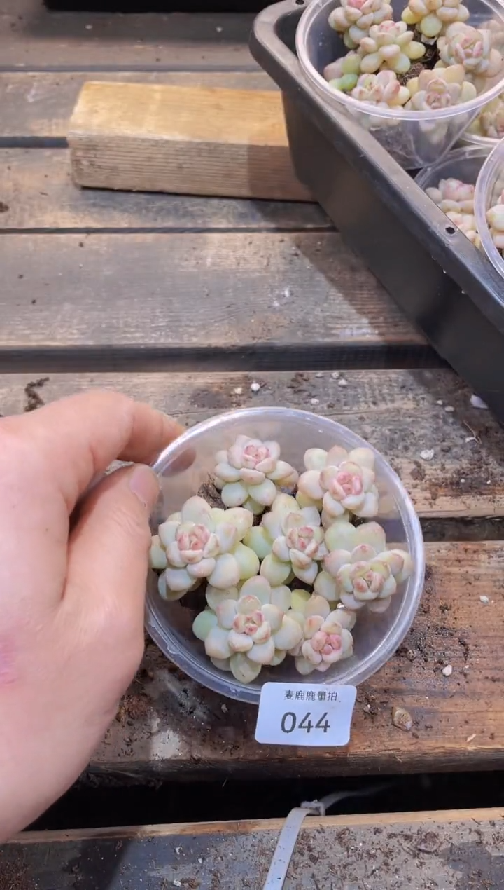 【闪购商品】044星星雪量拍1盒